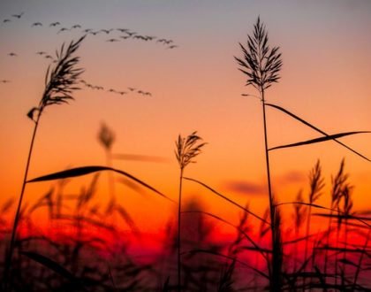 The peace of God